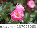 Igashira Park Rose Garden Koiikogare 137096063