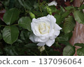 Igashira Park Rose Garden Graciare 137096064