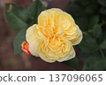 Igashira Park Rose Garden Smile Honey Rose 137096065