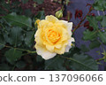 Igashira Park Rose Garden Gold Bunny 137096066
