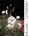 Igashira Park Rose Garden Iceberg 137096067