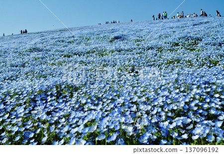 日立海濱公園山坡上盛開的粉蝶花 137096192