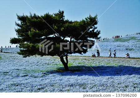 Nemophila and pine trees at Hitachi Seaside Park 137096200