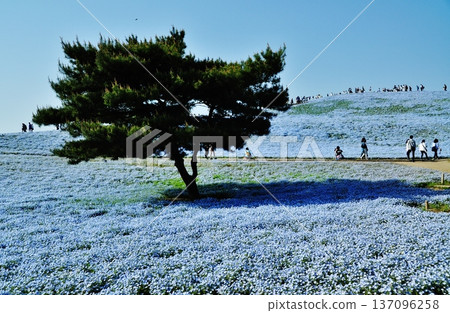 日立海濱公園的粉蝶花和松樹 137096258