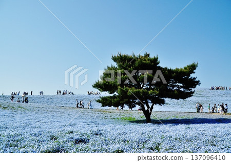 日立海濱公園的粉蝶花和松樹 137096410