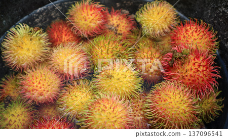 Fresh rambutan fruit, tropical rambutan harvest Fresh rambutan fruit, tropical rambutan harvest 137096541