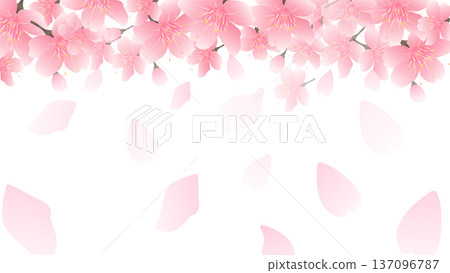 櫻花春天風景背景 櫻花春天風景背景 137096787