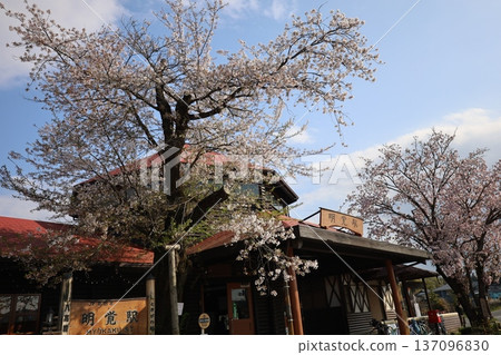 Scenery with cherry blossoms Scenery with cherry blossoms 137096830