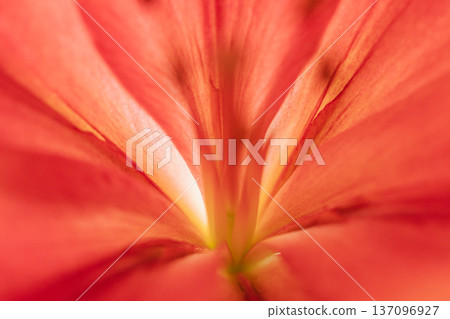 室內紅百合花微距攝影 04 室內紅百合花微距攝影 04 137096927