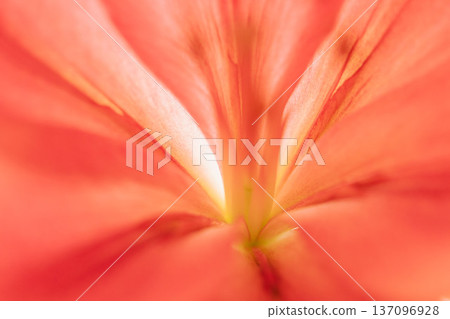 室內紅百合花微距攝影 05 137096928
