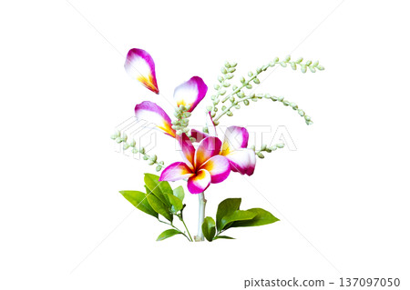 colorful pink and white flowers frangipani locla flora of asia colorful pink and white flowers frangipani locla flora of asia 137097050