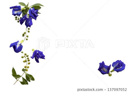 blue flowers butterfly pea local flora of asia blue flowers butterfly pea local flora of asia 137097052