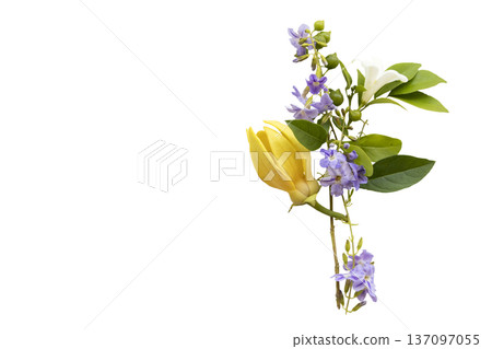 yellow flowers ylang ylang and purple little flowers local flora of asia 137097055