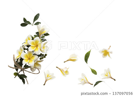 yellow flowers frangipani local flora of asia  137097056