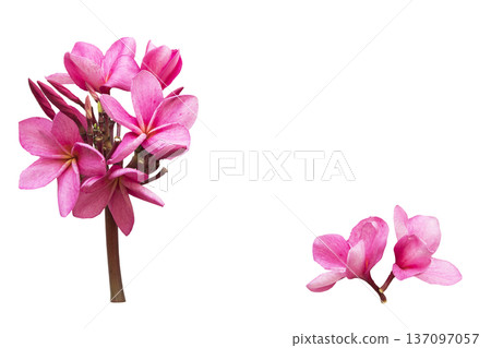 pink flowers frangipani local flora of asia 137097057