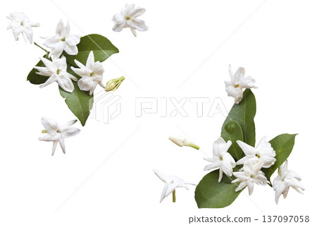 white flowers jasmine local flora of asia arrangement flat lay postcard style  137097058
