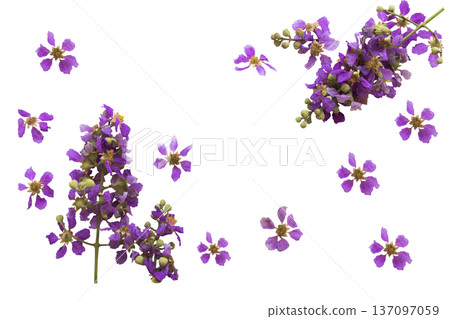 purple flowers bungor local flora of asia arrangement flat lay postcard style 137097059