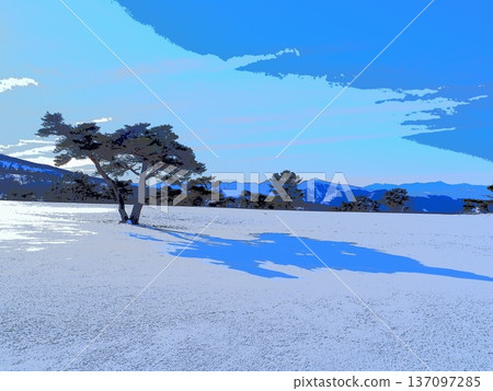 Light and shadow of red pine trees standing on a snowy field (afr20260220082443) 137097285