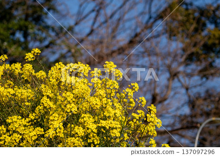 油菜花盛開,預示著春天的到來 油菜花盛開,預示著春天的到來 137097296