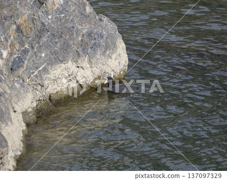 A coot swimming on the rocks of a river A coot swimming on the rocks of a river 137097329