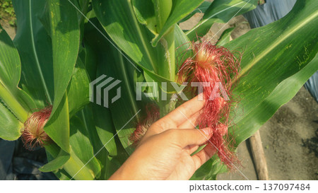 Hand holding hairy corn, sustainable food  137097484
