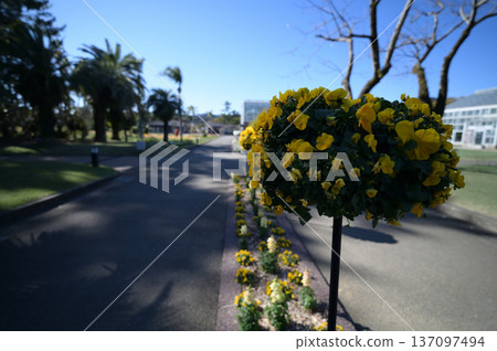 Scenery of the Qingdao Botanical Garden 137097494