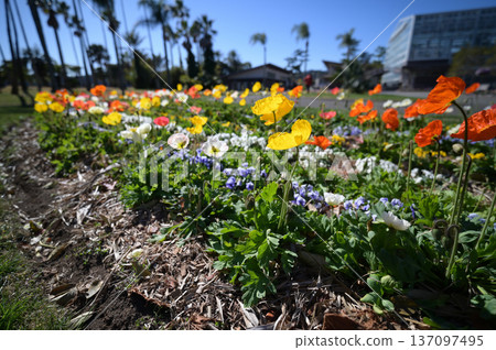 Scenery of the Qingdao Botanical Garden 137097495