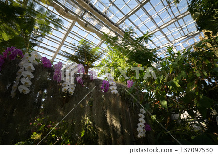 Scenery of the Qingdao Botanical Garden 137097530