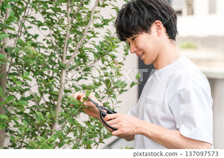 A young man pruning garden trees with pruning shearsA young man pruning garden trees with pruning shears A young man pruning garden trees with pruning shearsA young man pruning garden trees with pruning shears 137097573