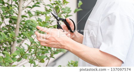 A young man pruning garden trees with pruning shearsA young man pruning garden trees with pruning shears A young man pruning garden trees with pruning shearsA young man pruning garden trees with pruning shears 137097574