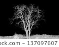ghostly tree 137097607