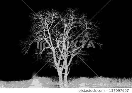 ghostly tree ghostly tree 137097607