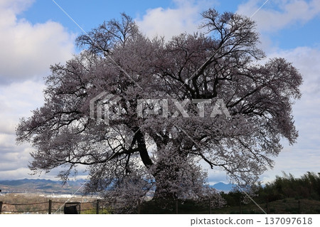 Wanizuka cherry blossoms in full bloom against the blue sky Wanizuka cherry blossoms in full bloom against the blue sky 137097618