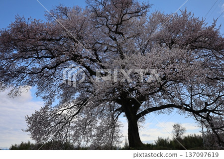 天空、樹木和盛開的櫻花。 天空、樹木和盛開的櫻花。 137097619