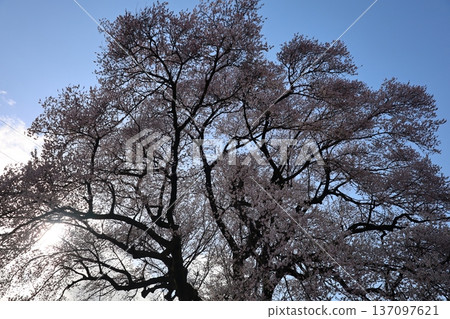Cherry blossoms in full bloom shining in the blue sky 137097621
