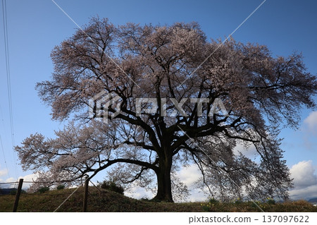 Beautiful cherry blossoms in full bloom Beautiful cherry blossoms in full bloom 137097622
