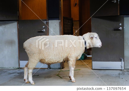 A sheep A sheep 137097654