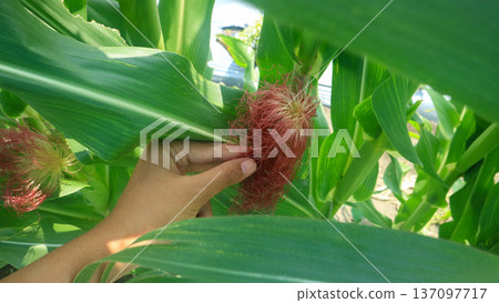 Hand holding corn stalks, tropical food cultivation  137097717