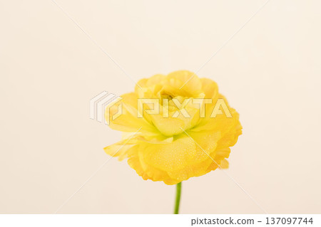 室內拍攝的黃色毛茛花，花瓣上掛著水珠，背景為米色 04 137097744