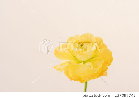 室內拍攝的黃色毛茛花，花瓣上掛著水珠，背景為米色 05 137097745