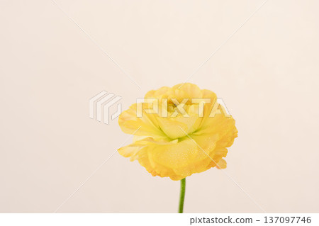 Yellow ranunculus flowers with water droplets photographed indoors against a beige background 06 137097746