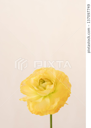 室內拍攝的黃色毛茛花,花瓣上掛著水珠,背景為米色 12 室內拍攝的黃色毛茛花,花瓣上掛著水珠,背景為米色 12 137097749