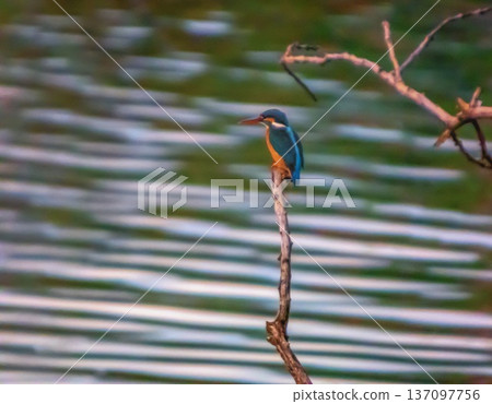 Common or eurasian or river Kingfisher bird Common or eurasian or river Kingfisher bird 137097756