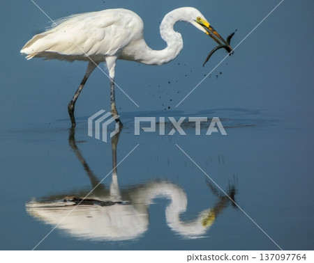 Eastern great egret, White Heron bird, Ardea alba 137097764