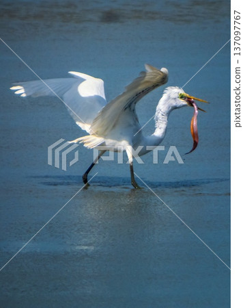 Eastern great egret, White Heron bird, Ardea alba Eastern great egret, White Heron bird, Ardea alba 137097767