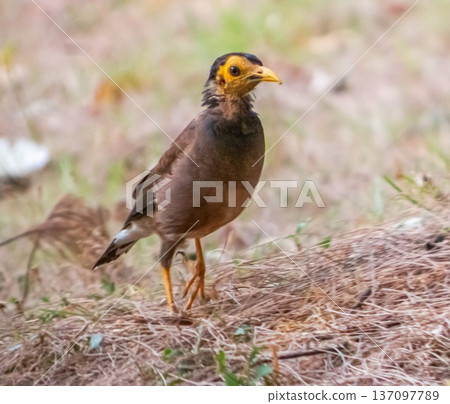 Common myna, Indian myna bird, Acridotheres tristis Common myna, Indian myna bird, Acridotheres tristis 137097789