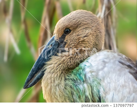 Asian Openbill Stork bird, Anastomus oscitans Asian Openbill Stork bird, Anastomus oscitans 137097797