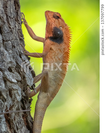 Oriental garden or changeable or Bloodsucker lizard, Calotes versicolor Oriental garden or changeable or Bloodsucker lizard, Calotes versicolor 137097799