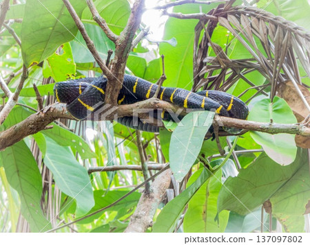Mangrove snake reptile, Boiga dendrophila Mangrove snake reptile, Boiga dendrophila 137097802