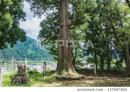 Niigata: The Great Cedar of Suwa Shrine (Yuzawa Town) Niigata: The Great Cedar of Suwa Shrine (Yuzawa Town) 137097808